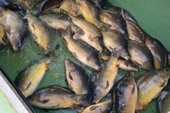 IMG-20191012-WA0018