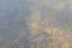 IMG-20200405-WA0048