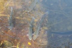 IMG-20200405-WA0049