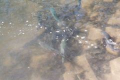 IMG-20200405-WA0059