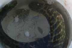 IMG-20211106-WA0004