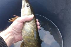 IMG-20211106-WA0006