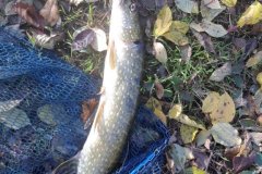 IMG-20211106-WA0008