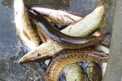 IMG-20211106-WA0035