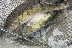 IMG-20220129-WA0001