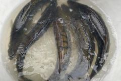 IMG-20220129-WA0006